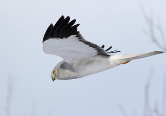 Hen harrier in flight, adult male (Circus cyaneus)