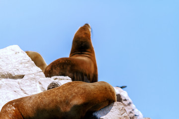 Naklejka premium Lew morski śpi w słońcu, podczas gdy inne rozciągają się w tle na wysepce Wysp Ballestas (Paracas, Peru)