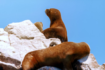 Naklejka premium Lew morski uważnie obserwuje, gdy inny śpi, opalając się na wysepce na wyspach Ballestas (Paracas, Peru)