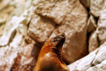 Naklejka premium Zbliżenie lwa morskiego rozciągającego się na wyspach Ballestas (Paracas, Peru)
