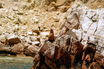 Naklejka premium Lew morski rozciągający się na skałach wysp Ballestas (Paracas, Peru)