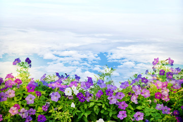 Obraz na płótnie Canvas Petunia flowers on sky clouds background