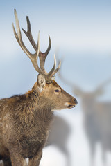 Deer close up portrait in winter day