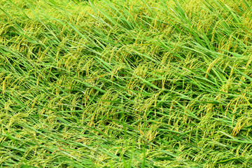 Golden rice paddies for background