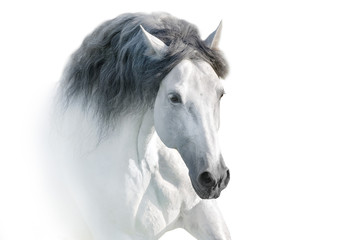 Fototapeta premium Biały koń andaluzyjski portret na białym tle. Wysoki kluczowy obraz