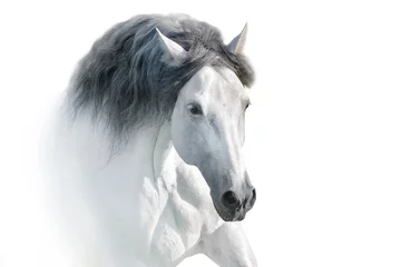 Foto op Aluminium Wit Andalusisch paardportret op witte achtergrond. Hoge sleutelafbeelding © kwadrat70