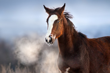 Bay foal run with pair from nostril in winter day