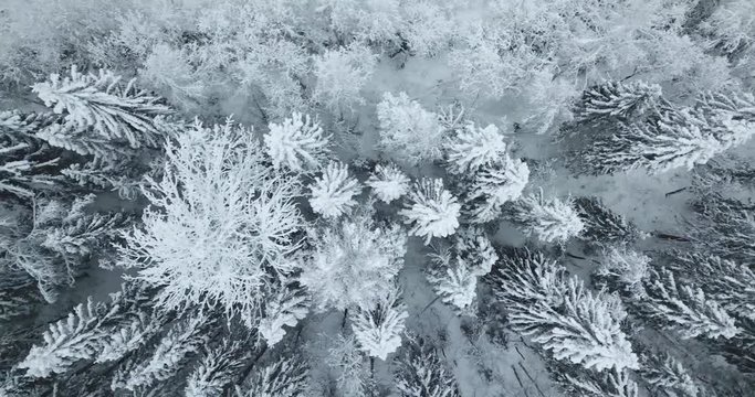 Aerial top down view of winter fitr forest in Russia