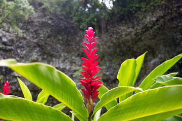 Tropische Blume in Hawaii © marksn.media