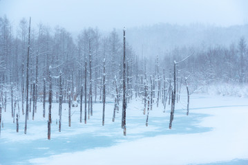 氷結した青い池 / 北海道美瑛町の観光イメージ