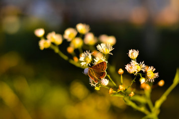 butterflies on flowers