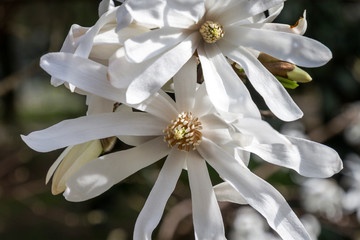 Fiori del giardino Montanelli, Milano