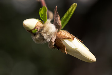 Fiori del giardino Montanelli, Milano