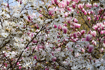 Fiori del giardino Montanelli, Milano