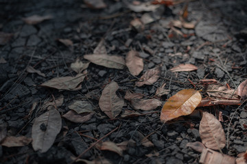 yellow leaf nature on the dark