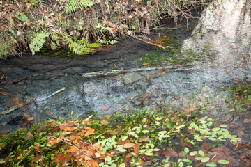 晩秋の男池湧水群