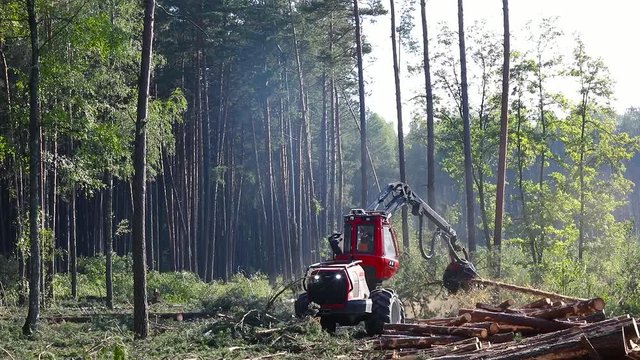 Forest Wheeled Harvester Komatsu. A cut-to-length (CTL) forest harvester. Pine Forest Harvesting Machine. Logging Equipment. The forestry industry. The harvester lumberjack working in a forest. 