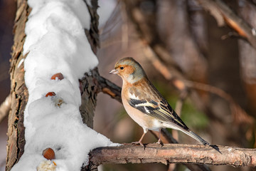 Common Chaffinch (Fringilla coelebs) sitting on a branch in nature.