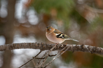 Common Chaffinch (Fringilla coelebs) sitting on a branch in nature.