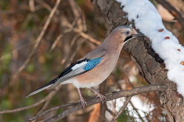 Portrait of standing Eurasian Jay - Garrulus glandarius. Bird in the crow family