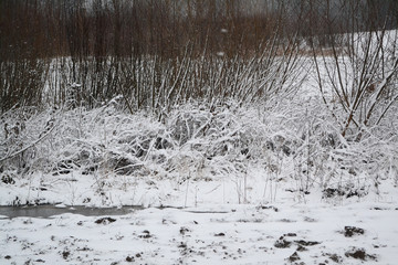 frosty branch closeup, scenery landscape in Belarus