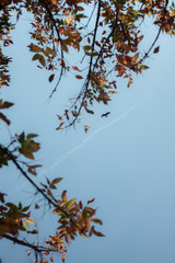 Alcon over the leaves and a blue sky