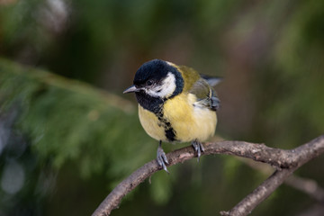Cute  Great tit (Parus major) bird in yellow black color sitting on tree branch