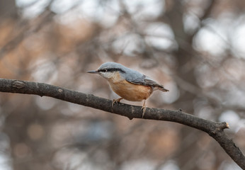 Close up picture of European nuthatch (Sitta europaea)
