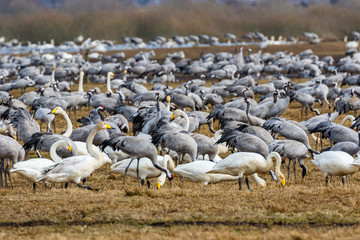 Many Cranes and Whooper swans in a field