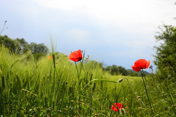 poppy field of red poppies