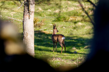 Roebuck standing and watching at a meadow from a hide