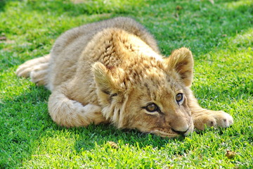 Löwen Baby liegt im Gras