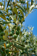 Green ripe olives growing on olive tree