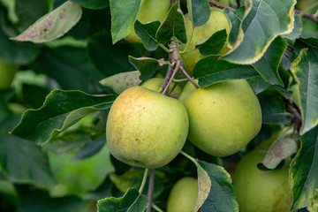 New harvest of healthy fruits, ripe sweet green apples growing on apple tree