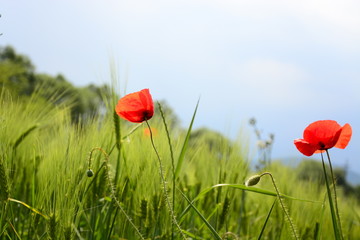 red poppy in a field