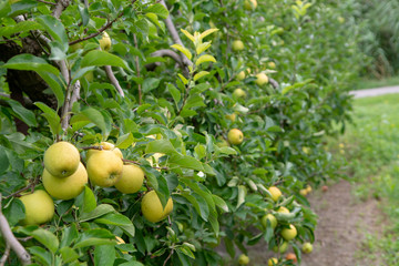 New harvest of healthy fruits, ripe sweet green apples growing on apple tree