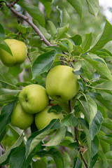 New harvest of healthy fruits, ripe sweet green apples growing on apple tree