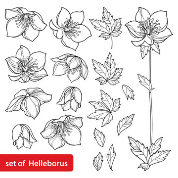 Vector set with outline Hellebore or Helleborus or Winter or Lenten rose, bud and leaves in black isolated on white background. Ornate flowers in contour style for spring design or coloring book.