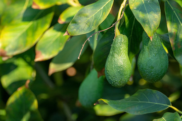 Seasonal harvest of green orgaic avocado, tropical green avocadoes riping on big tree
