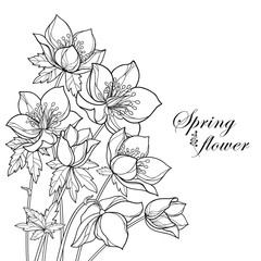 Vector corner bouquet with outline Hellebore or Helleborus or Winter rose, bud and leaf in black isolated on white background. Ornate flower bunch in contour style for spring design or coloring book.