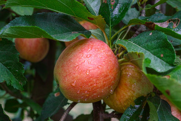 New harvest of healthy fruits, ripe sweet red apples growing on apple tree