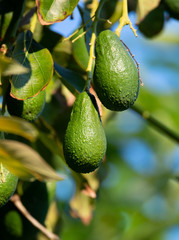 Seasonal harvest of green orgaic avocado, tropical green avocadoes riping on big tree