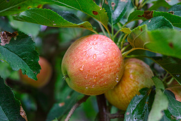 New harvest of healthy fruits, ripe sweet red apples growing on apple tree