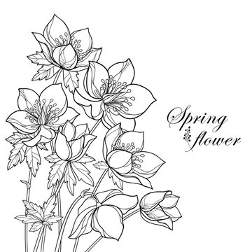 Vector corner bouquet with outline Hellebore or Helleborus or Winter rose, bud and leaf in black isolated on white background. Ornate flower bunch in contour style for spring design or coloring book.