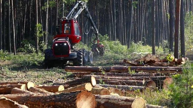 Forest Wheeled Harvester Komatsu. A cut-to-length (CTL) forest harvester. Pine Forest Harvesting Machine. Logging Equipment. The forestry industry. The harvester lumberjack working in a forest. 
