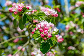 Obraz na płótnie Canvas Pink blossom flowers on a tree in spring