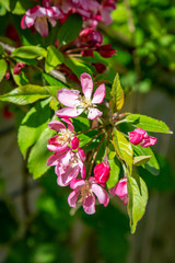 Pink blossom flowers on a tree in spring