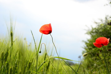 poppies in a field