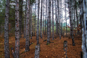 Fototapeta premium coniferous forest