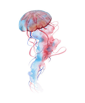 sea jellyfish. Isolated on white background. 
